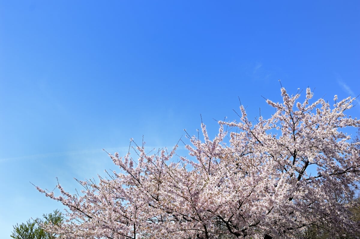 新潟県立鳥屋野潟公園 女池地区・鐘木地区の写真15