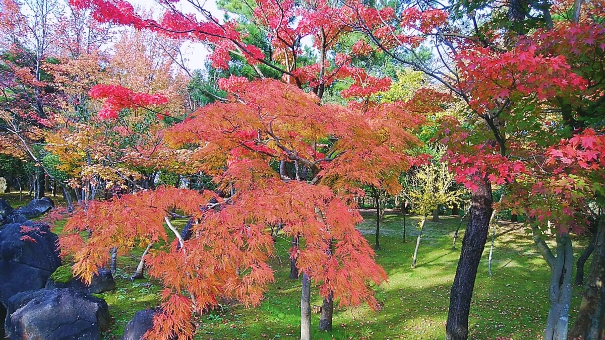 新潟県立鳥屋野潟公園 女池地区・鐘木地区の写真16