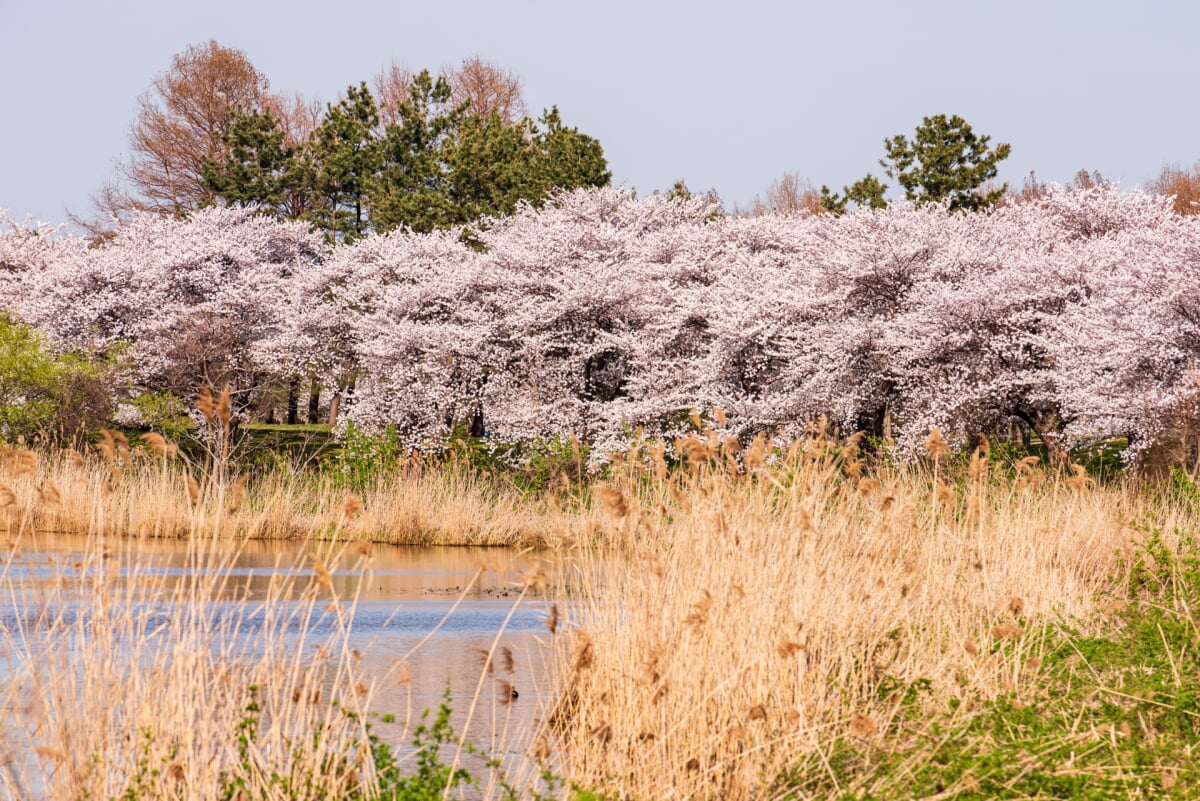 新潟県立鳥屋野潟公園 女池地区・鐘木地区の写真17