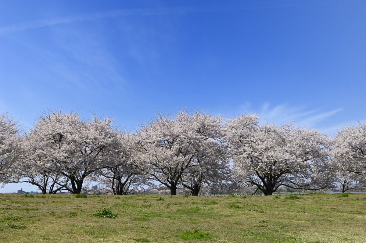 新潟県立鳥屋野潟公園 女池地区・鐘木地区の写真18
