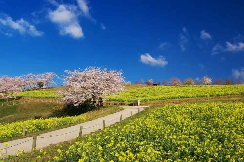 白木峰高原の写真1
