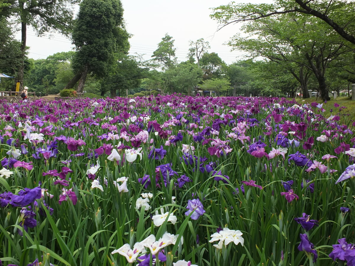 大村公園　玖島城跡の写真2