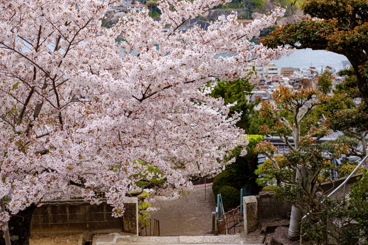 千光寺公園の写真21