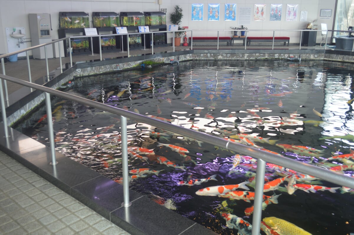 小千谷市錦鯉の里の写真2