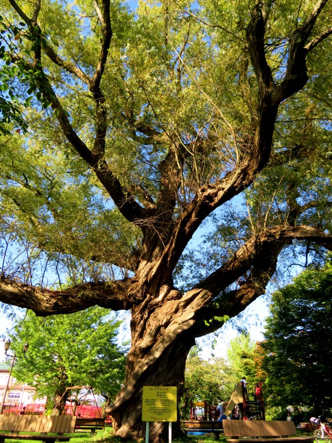 桂城公園の写真4