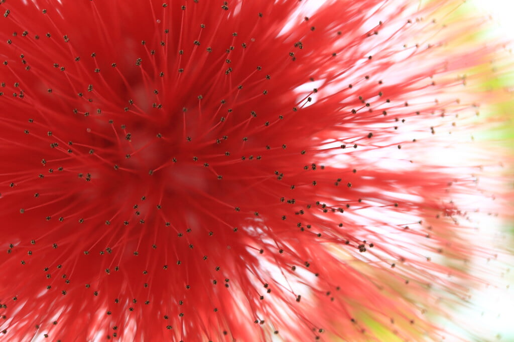 下賀茂熱帯植物園の写真9