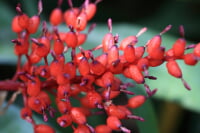 下賀茂熱帯植物園