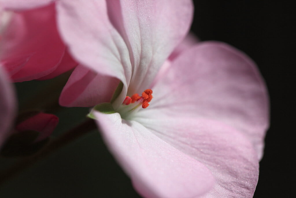 下賀茂熱帯植物園の写真10