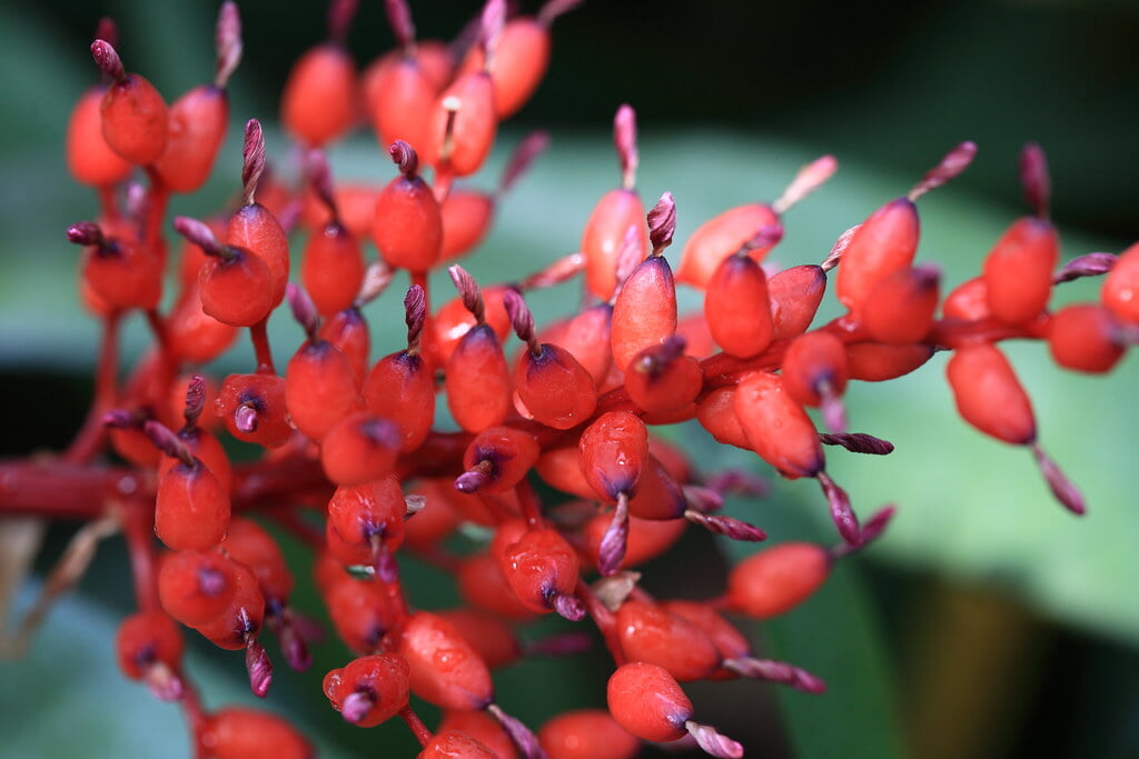 下賀茂熱帯植物園の写真1