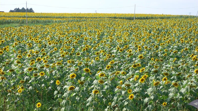 ひまわりの丘の写真2