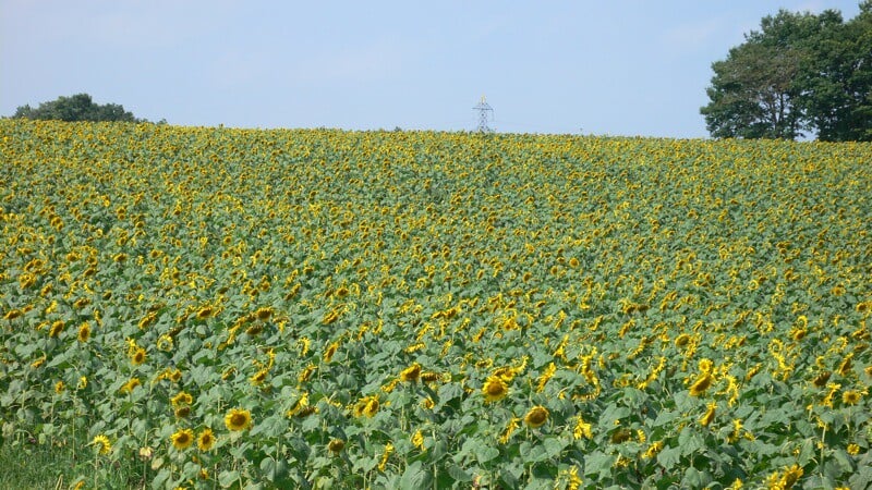 ひまわりの丘の写真3