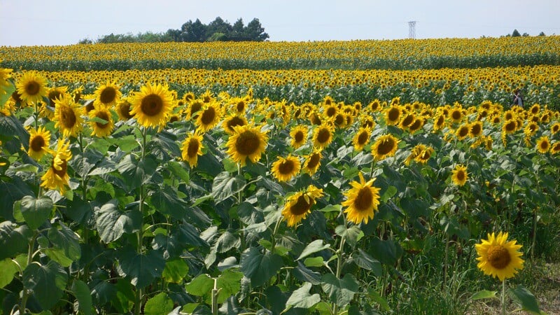 ひまわりの丘の写真4