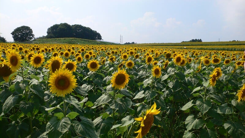 ひまわりの丘の写真1