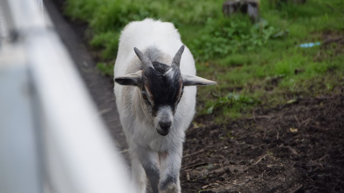 うぶやま牧場の写真2
