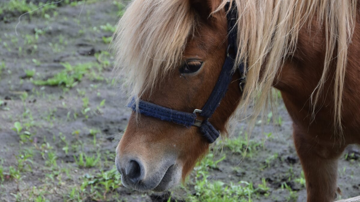 うぶやま牧場の写真4