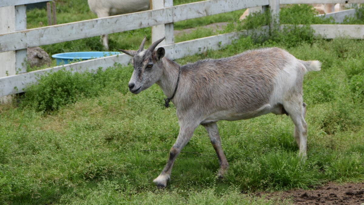 うぶやま牧場の写真7