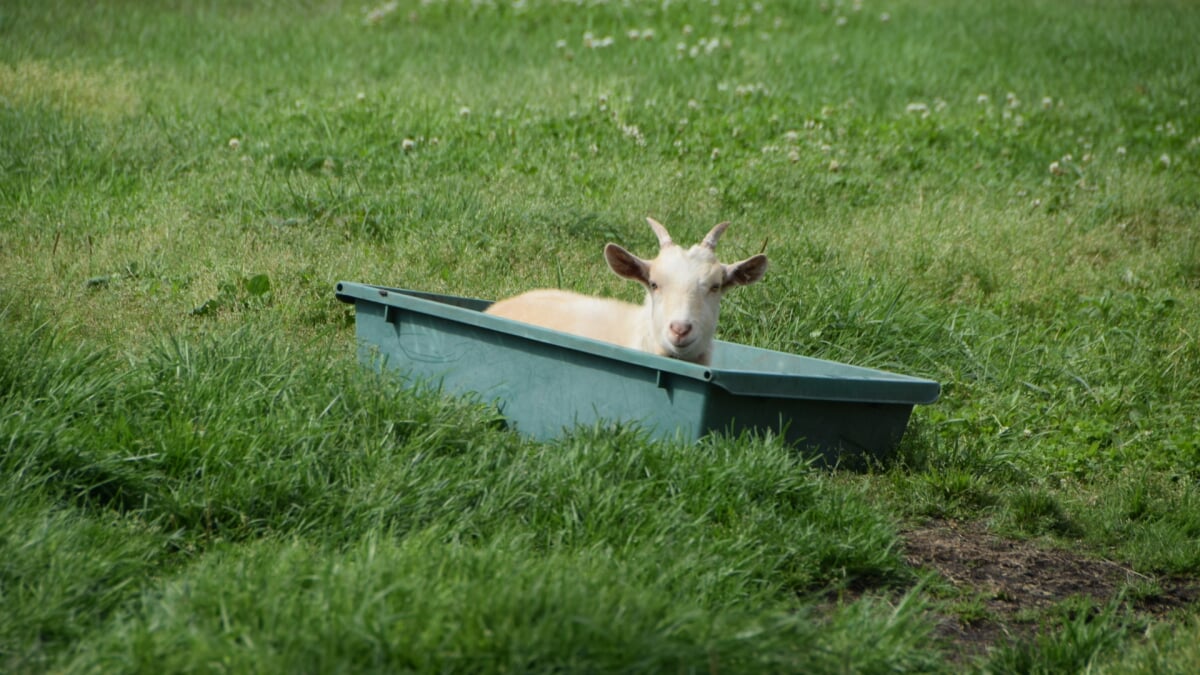 うぶやま牧場の写真9