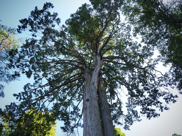 北口本宮冨士浅間神社の写真2
