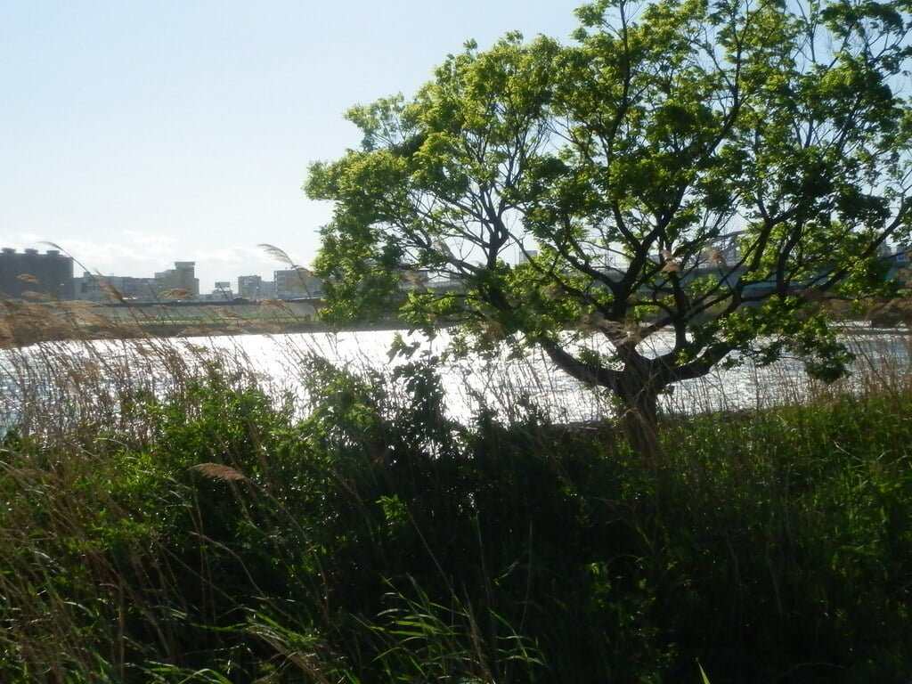 荒川河川敷の写真2