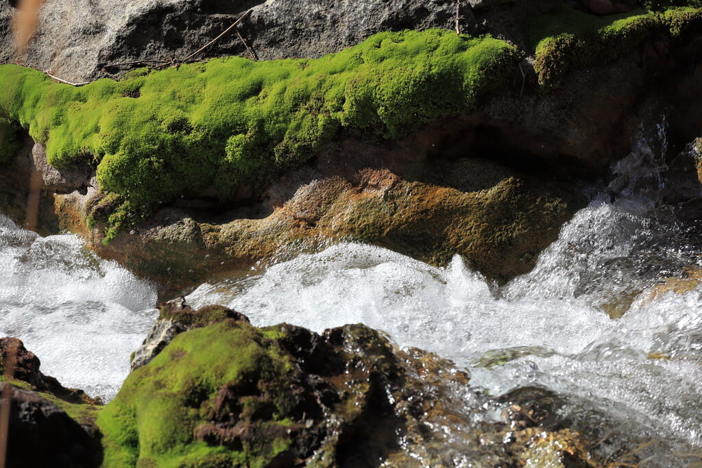チャツボミゴケ公園の写真6