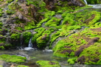 チャツボミゴケ公園