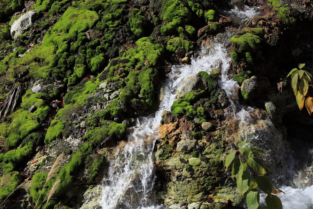 チャツボミゴケ公園の写真8