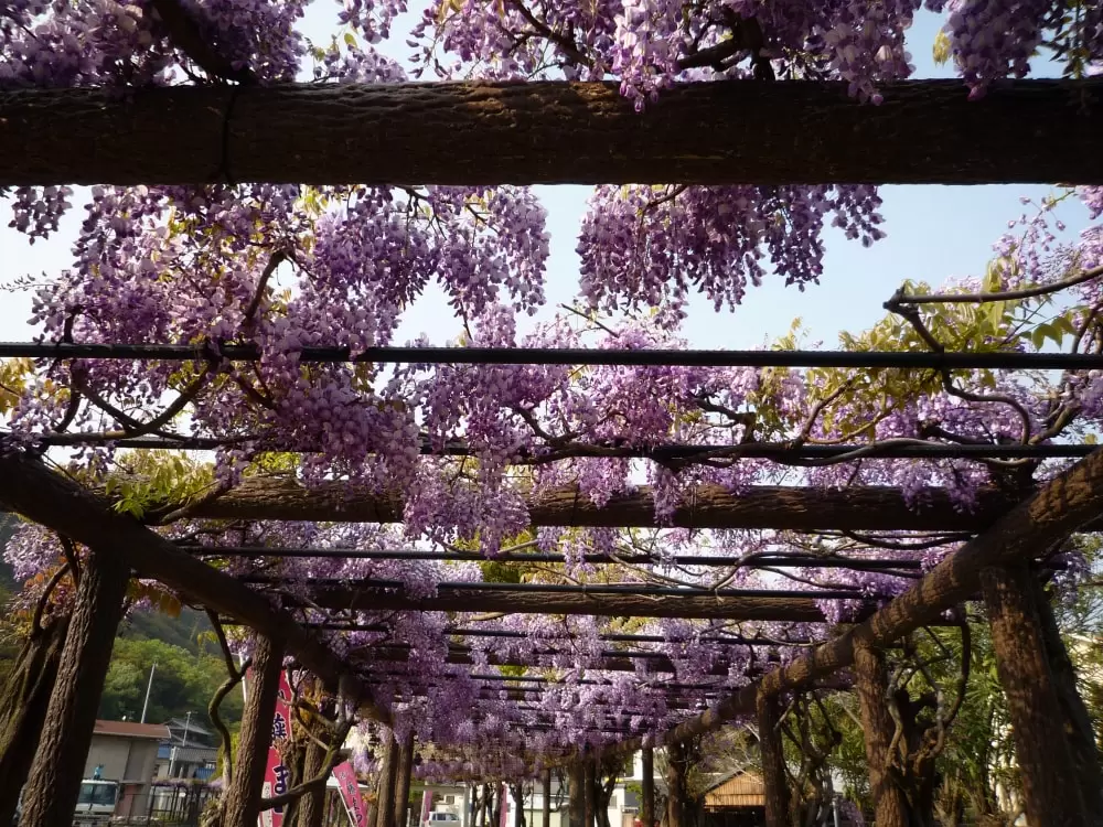 渋川公園の写真1