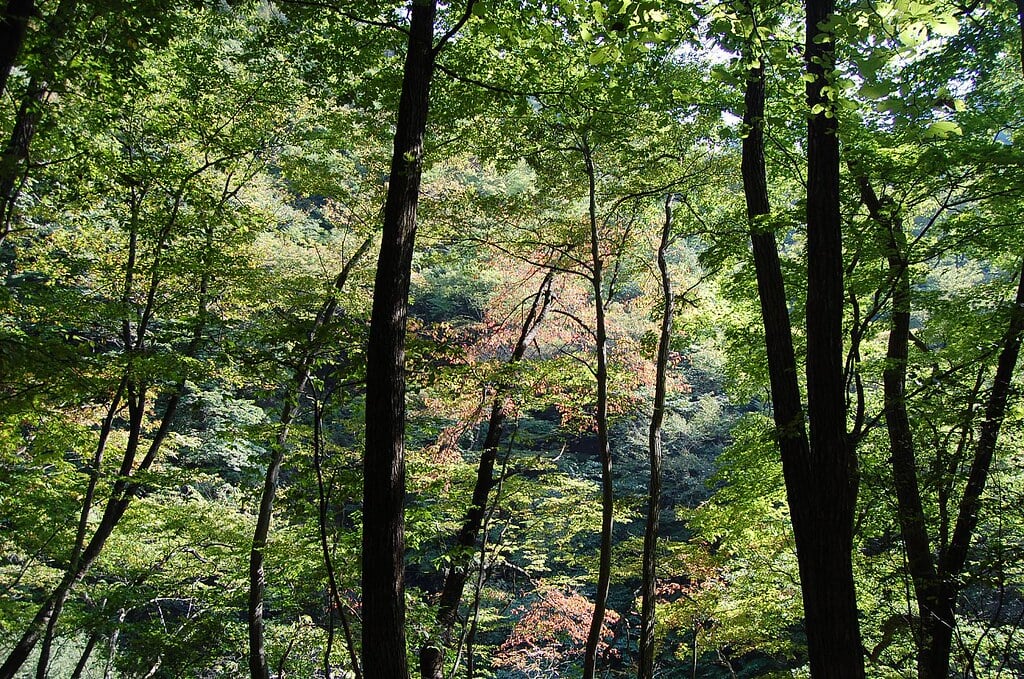 吾妻渓谷の写真1