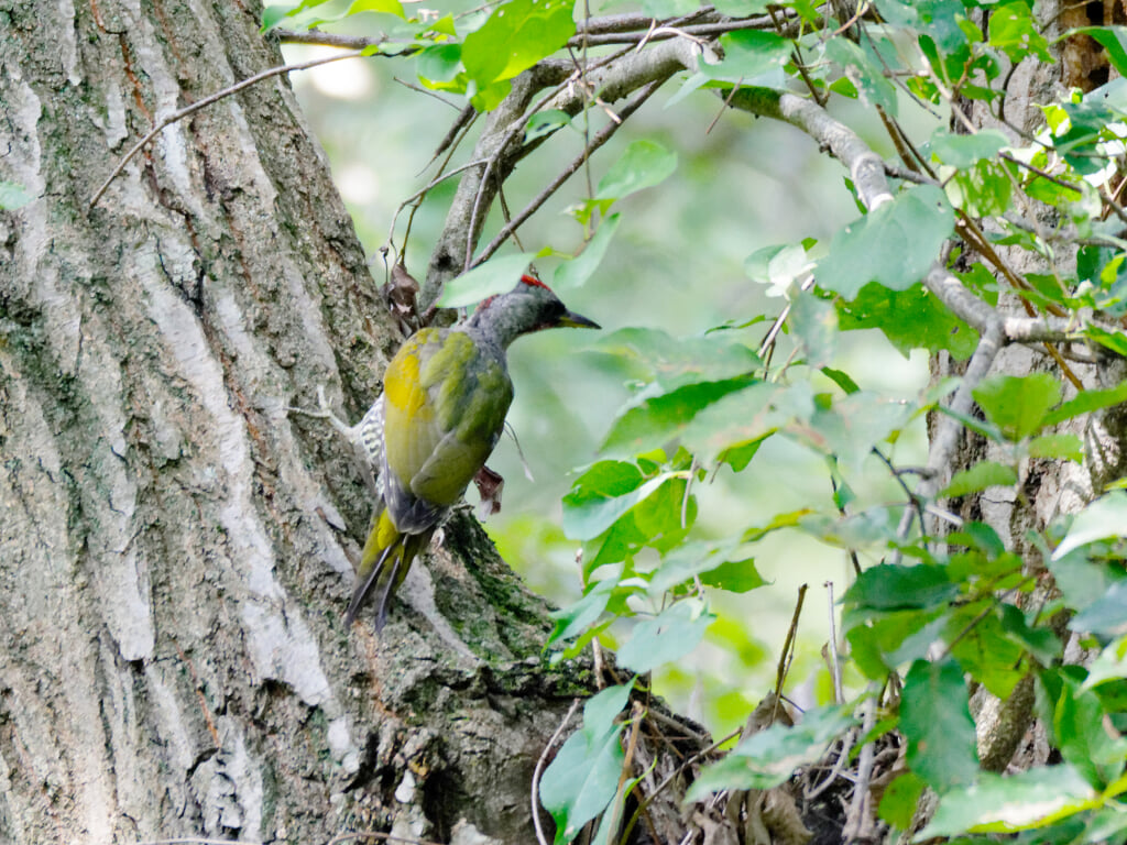 舞岡公園の写真2