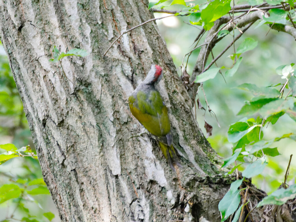 舞岡公園の写真3