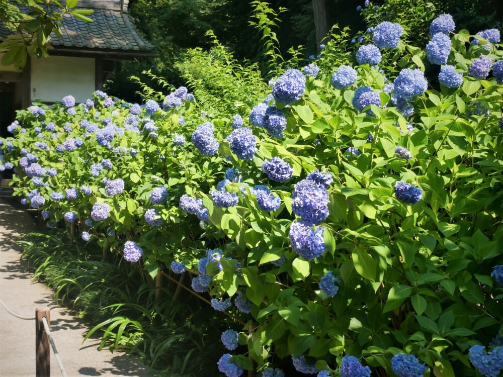 明月院の写真10