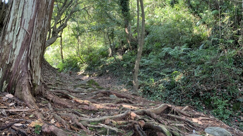 熊野古道の写真7