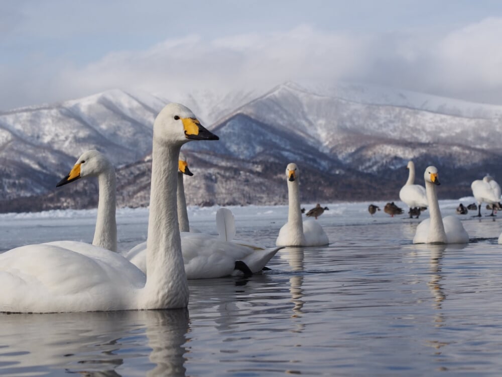 屈斜路湖の写真3