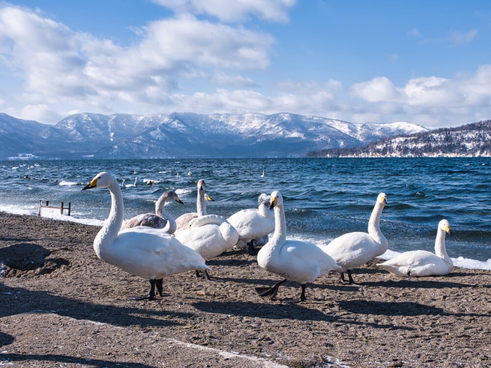 屈斜路湖の写真5