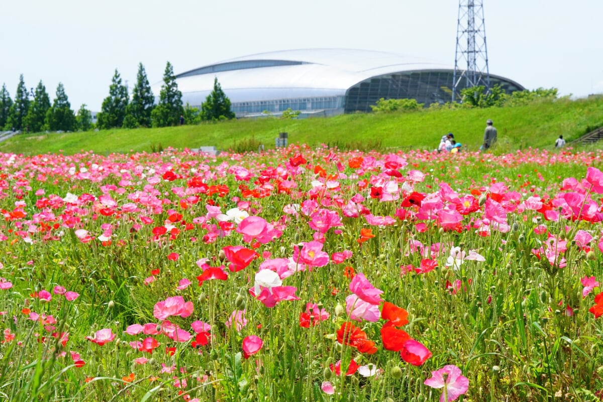 馬入ふれあい公園の写真2