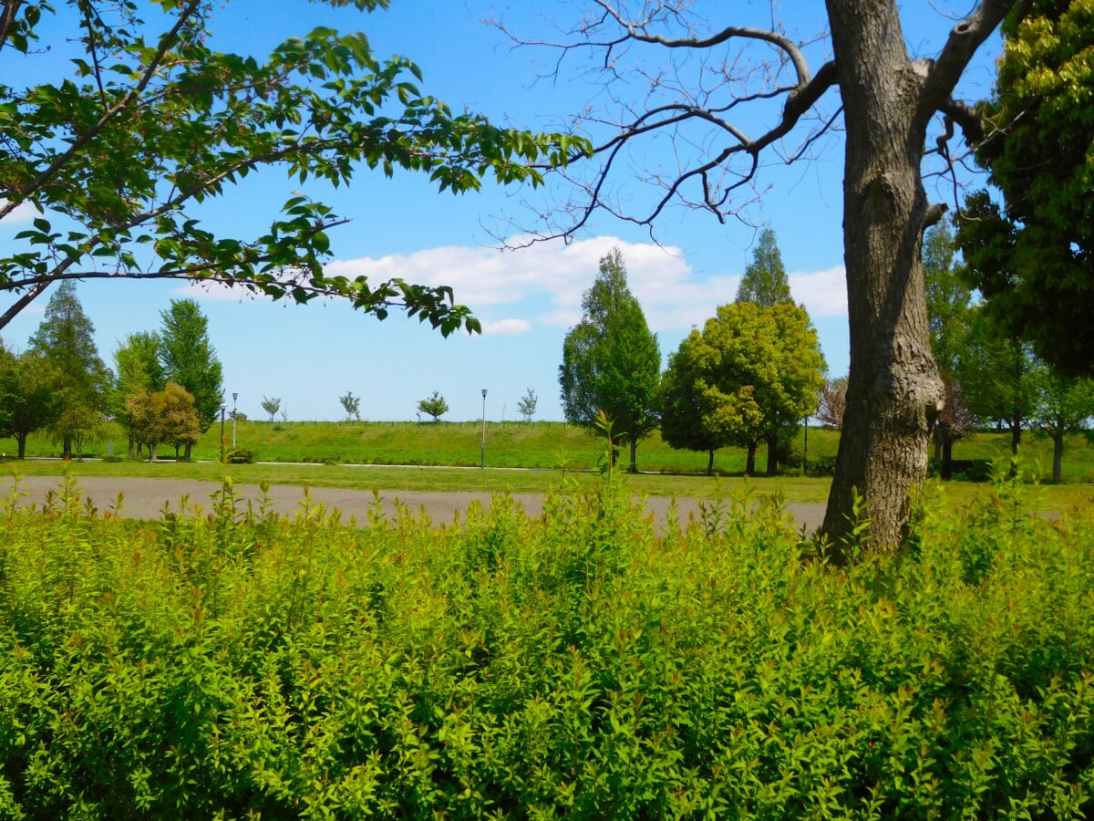 馬入ふれあい公園の写真4