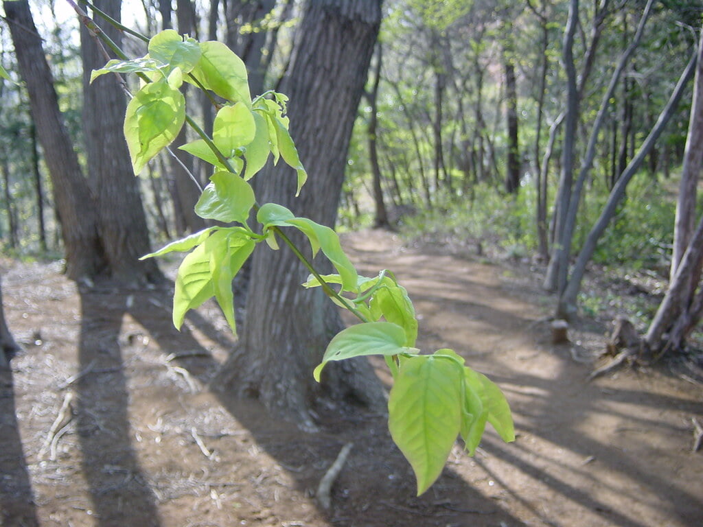李山丹南山神 トトロの森の写真5