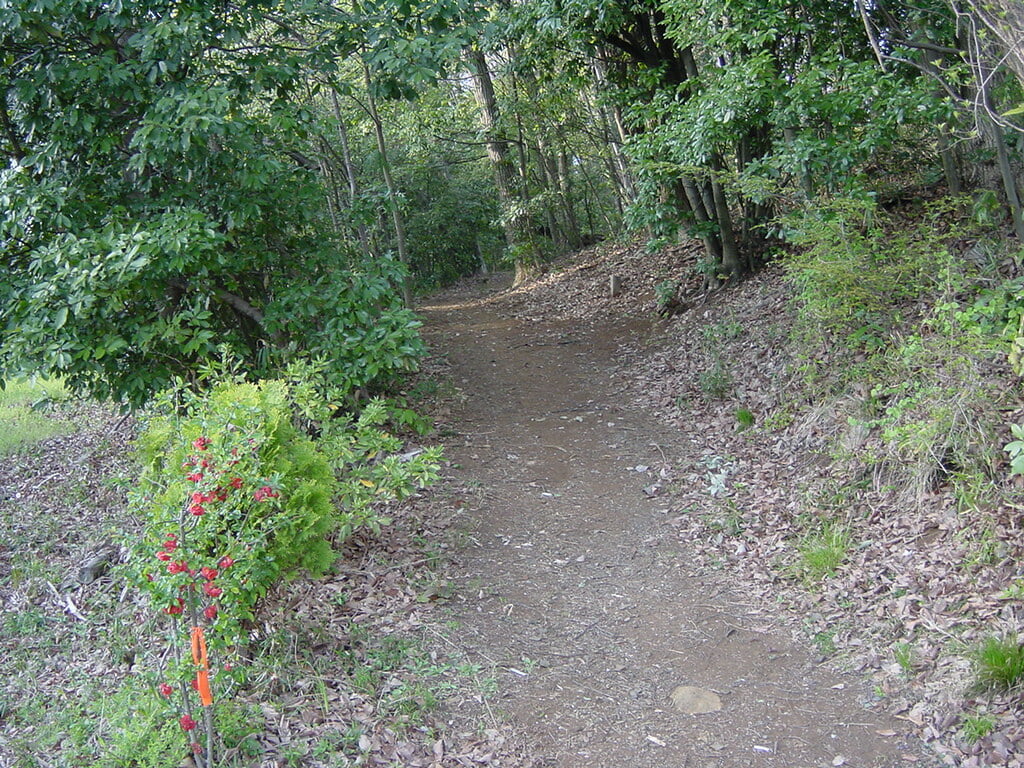 李山丹南山神 トトロの森の写真6