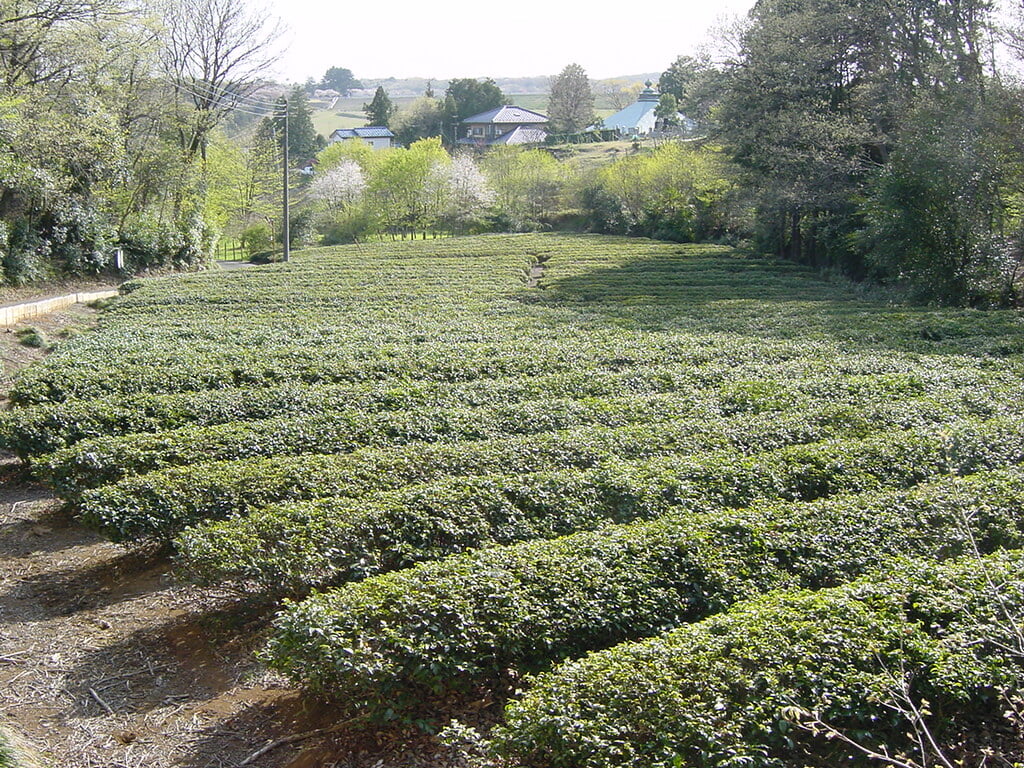 李山丹南山神 トトロの森の写真7