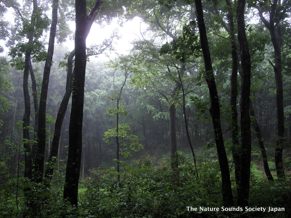 李山丹南山神 トトロの森の写真8