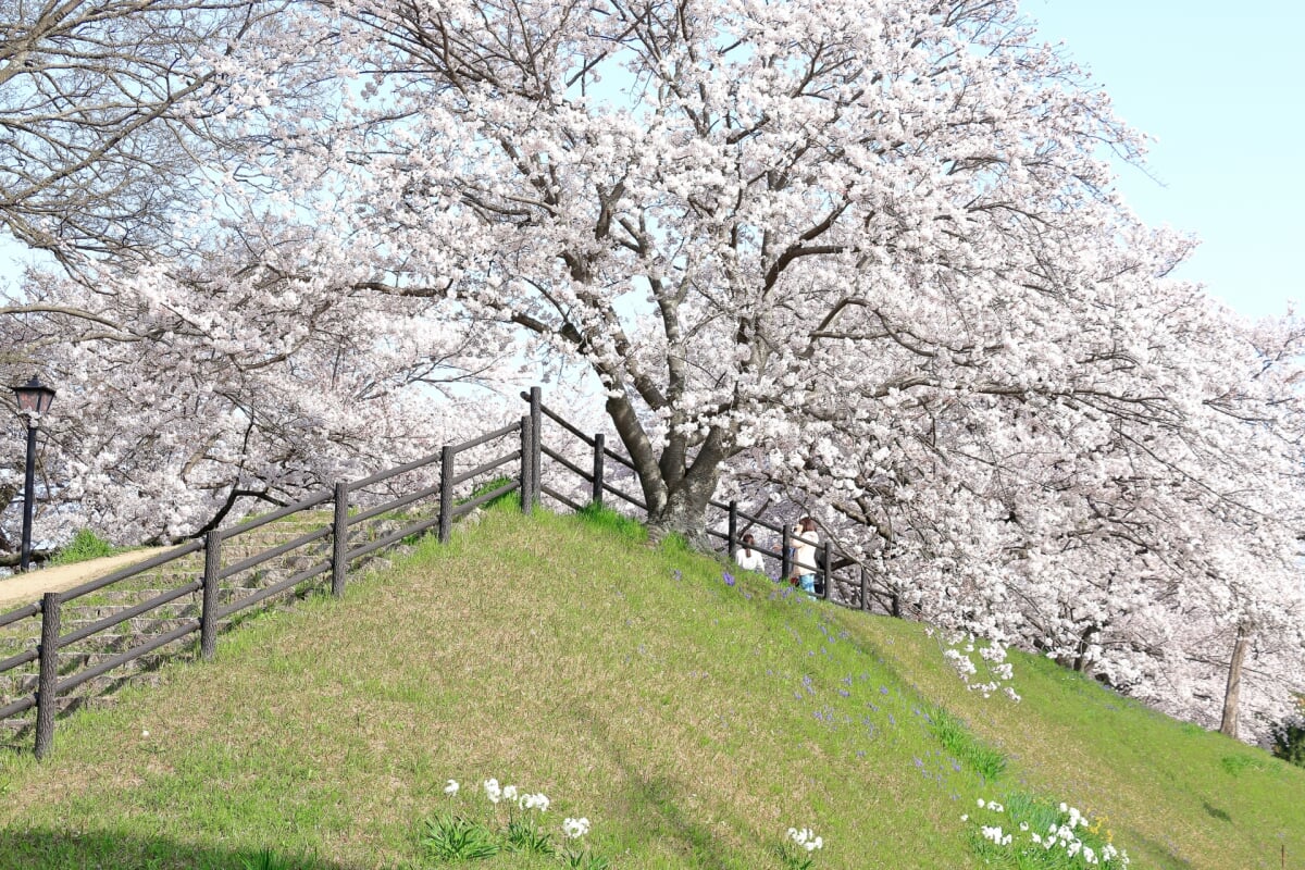 酒津公園の写真4