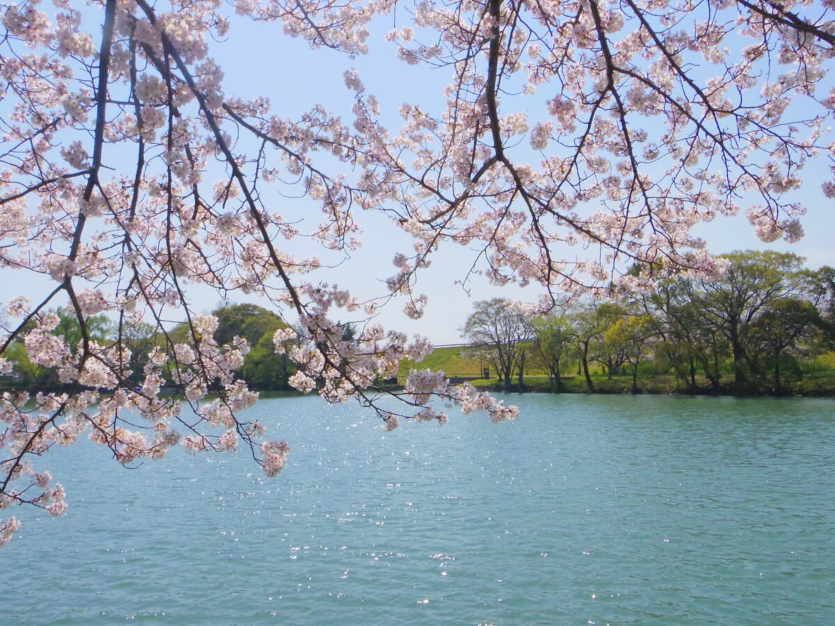 酒津公園の写真12