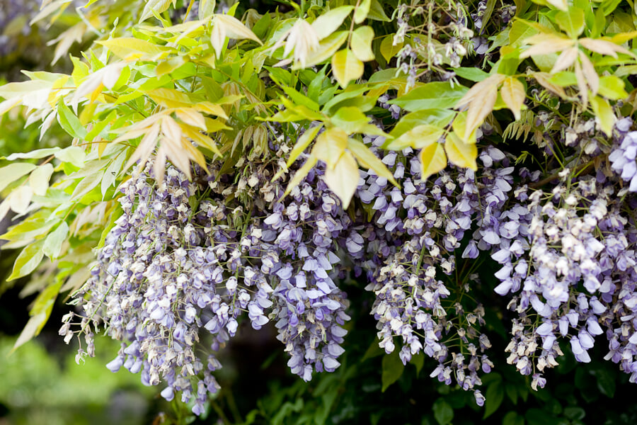 松江イングリッシュガーデンの写真4