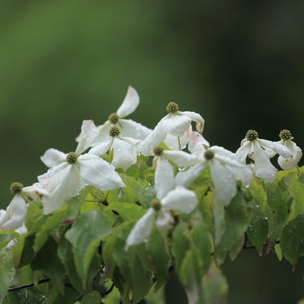 材木岩公園の写真2