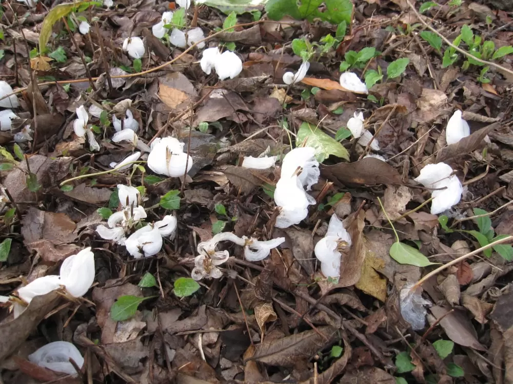 福智山ろく花公園の写真1
