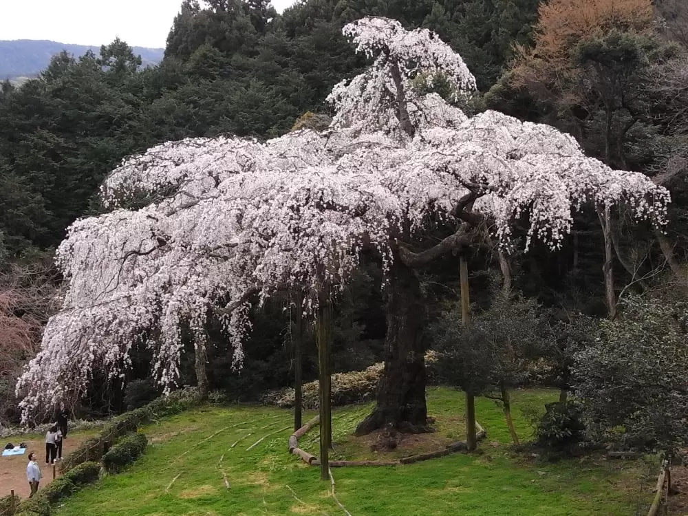 長興山　紹太寺の写真1