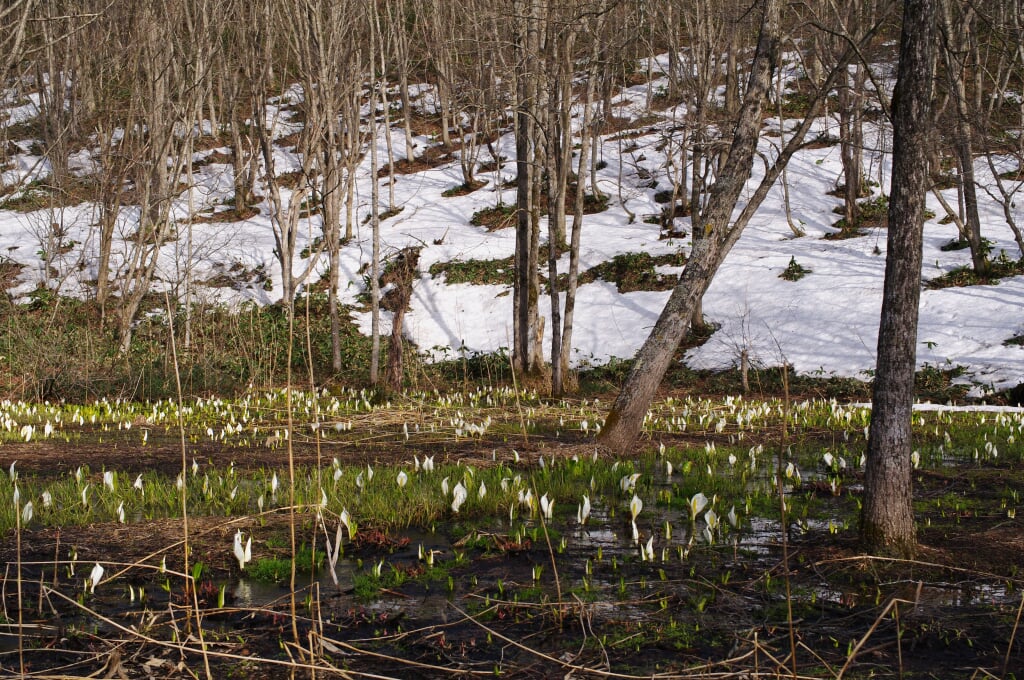 水芭蕉の森の写真1