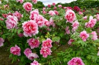 五泉市 ぼたん百種展示園