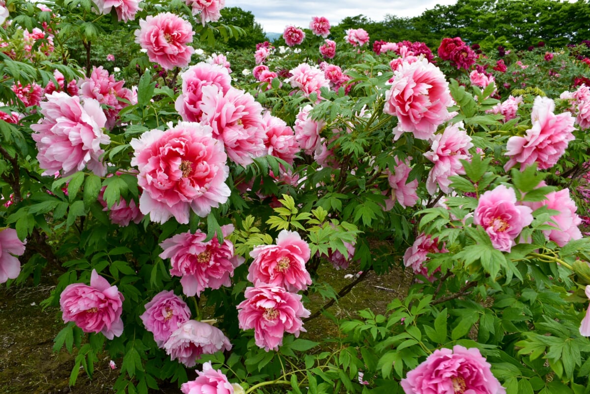 五泉市 ぼたん百種展示園の写真1