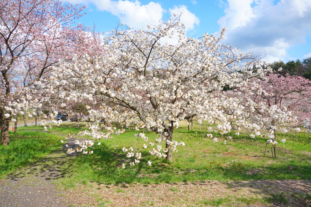 日本国花苑の写真3